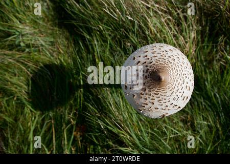 Der Parasol Mushroom, Macrolepiota procera, wirft einen Schatten an einem sonnigen Tag. Dieser große Pilz gilt als eine gute essbare Spezies Stockfoto