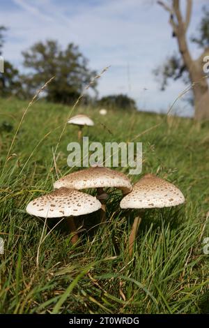 Der Parasol-Pilz, Macrolepiota procera, gilt als guter Speisepilz, sollte jedoch nicht mit anderen ähnlichen Arten verwechselt werden Stockfoto