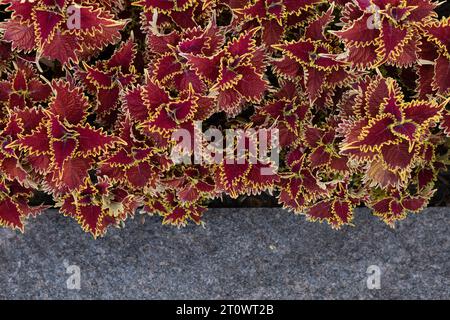 Plectranthus scutellarioides 'Copperhead' coleus. Stockfoto