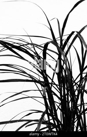 Ein junges Pennisetum advena rubrum Red Fountain Grass wächst an einer weißen Wand in einem Garten in Newquay in Cornwall, Großbritannien. Stockfoto