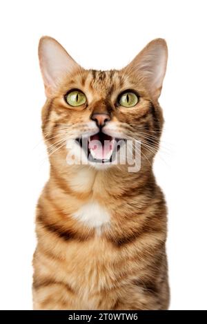 Lustiges Porträt einer glücklichen lächelnden bengalischen Katze, die mit offenem Mund auf isoliertem weißem Hintergrund schaut Stockfoto