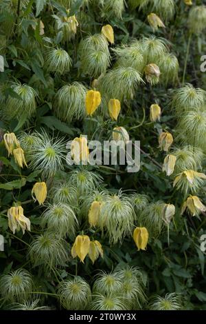 Clematis tangutica: Goldene Clematis-Blüten, die in einem Garten wachsen. Stockfoto