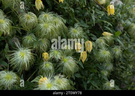 Clematis tangutica: Goldene Clematis-Blüten, die in einem Garten wachsen. Stockfoto