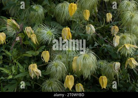 Clematis tangutica: Goldene Clematis-Blüten, die in einem Garten wachsen. Stockfoto