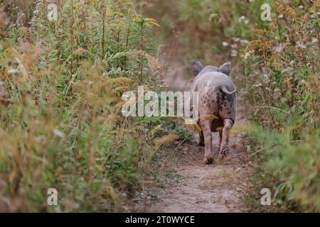 Haushalt Ein kleines Schwarzes Schwein schnüffelt Luft in der Farm. Stockfoto