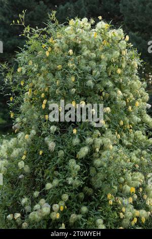 Clematis tangutica: Goldene Clematis-Blüten, die in einem Garten wachsen. Stockfoto