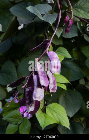 Lablab purpureus - Hyazinthen, die in einem Garten wachsen. Stockfoto