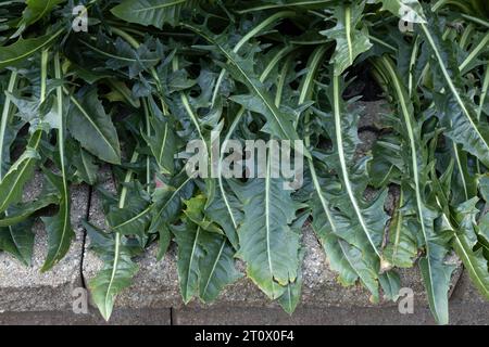 Cichorium intybus 'Clio' italienischer Löwenzahn wächst in einem Garten. Stockfoto