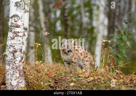 Cougar Kitten (Puma concolor) sieht direkt im Birches-Herbst aus - ein Gefangener Tier Stockfoto