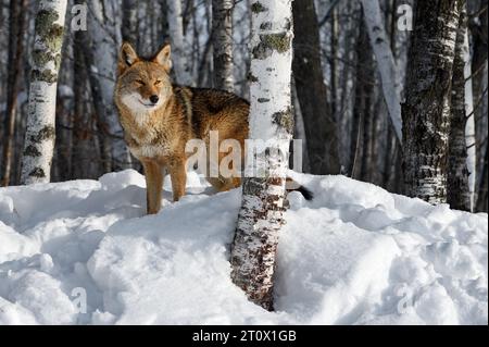 Coyote (Canis latrans) steht am Waldufer hinter Birch Tree Winter – einem Gefangenen Tier Stockfoto