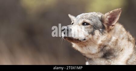 Grauer Wolf, Canis Lupus im Wald. Wolf im Naturhabitat. Wolf, der direkt in den Wald schaut Stockfoto