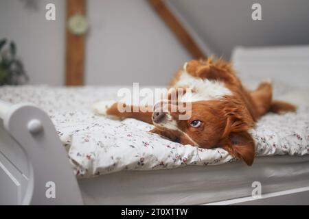 angebot felix nassfutter Felix - Nassfutter für Katzen main image 1
