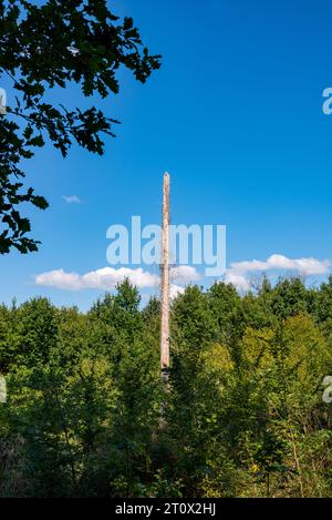 Toter Baum mitten in Laubbäumen im Schwarzwald Stockfoto