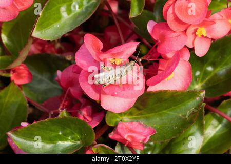 Eine Grashüpfer auf einer Begonia Wikinger Explorer Rose auf grünen Begonia Blumen. Stockfoto