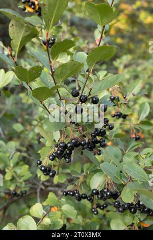 Aronia melanocarpa elata 'Herbstmagie'. Stockfoto