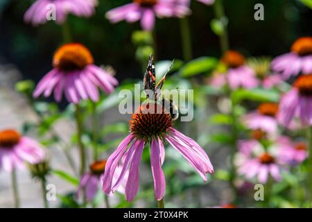 Nahaufnahme der Hummel und des roten Admiral-Schmetterlings auf dem roten Blütenkopf von Echinacea purpurea, lila Koneflower oder Igelkoneflower mit Stockfoto