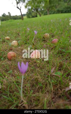 Obstwiese und Herbstkrokus (Colchicum autumnale), Naturpark Schwaebisch-Fraenkischer Wald, Schwäbische Halle, Hohenlohe, Heilbronn-Franken Stockfoto