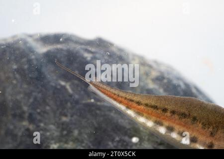 PALMATE-Molch (Lissotriton helveticus), männlich im Wasserlaichen, Unterwasserfoto im Laichwasser, Nahaufnahme des Schwanzes mit gleichnamigem Faden, Ratingen Stockfoto