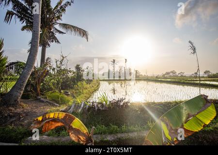 Sonnenaufgang über jungen Reisterrassen im ruhigen Morgenlicht, Reflexion auf den Feldern. Großartiges Grün und Licht in einer Landschaftsaufnahme. Wunderschönes Grün Stockfoto