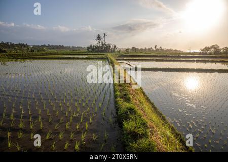 Sonnenaufgang über jungen Reisterrassen im ruhigen Morgenlicht, Reflexion auf den Feldern. Großartiges Grün und Licht in einer Landschaftsaufnahme. Wunderschönes Grün Stockfoto