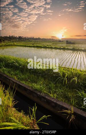 Sonnenaufgang über jungen Reisterrassen im ruhigen Morgenlicht, Reflexion auf den Feldern. Großartiges Grün und Licht in einer Landschaftsaufnahme. Wunderschönes Grün Stockfoto