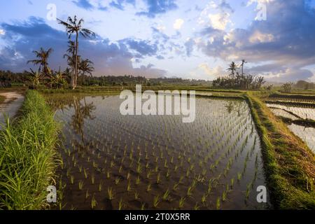 Sonnenaufgang über jungen Reisterrassen im ruhigen Morgenlicht, Reflexion auf den Feldern. Großartiges Grün und Licht in einer Landschaftsaufnahme. Wunderschönes Grün Stockfoto