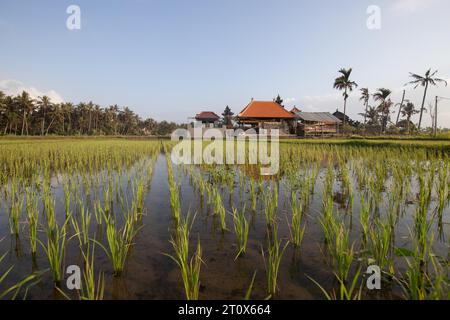 Tolle frische Reisterrassen mit Wasser am Morgen. Blick über Fischgrün zu einem Hindutempel am Morgen. Landschaftsaufnahme auf einer tropischen Insel in Stockfoto