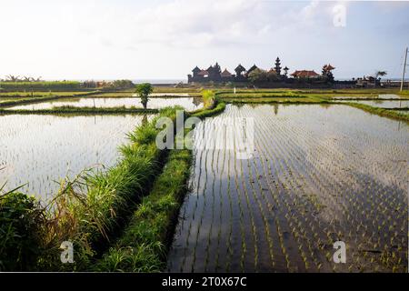 Tolle frische Reisterrassen mit Wasser am Morgen. Blick über Fischgrün zu einem Hindutempel am Morgen. Landschaftsaufnahme auf einer tropischen Insel in Stockfoto