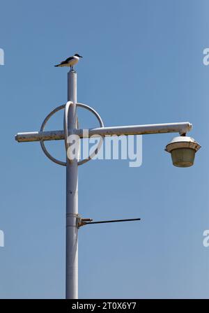 Der Jacob Riis Park und der Boardwalk sind mittags verlassen. Es sei denn, man zählt Seevögel. Stockfoto