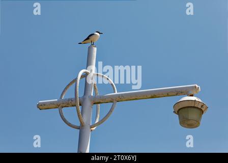 Der Jacob Riis Park und der Boardwalk sind mittags verlassen. Es sei denn, man zählt Seevögel. Stockfoto