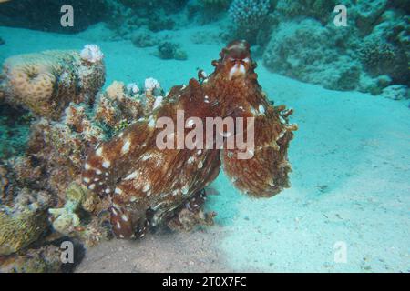 Großer blauer Tintenfisch (Octopus cyaneus), Tauchplatz Hausriff, Mangrove Bay, El Quesir, Rotes Meer, Ägypten Stockfoto