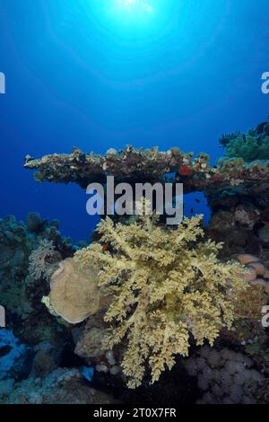 Brokkoli-Baum (Litophyton arboreum) im Hintergrund, Tauchplatz Sataya Reef, Rotes Meer, Ägypten Stockfoto