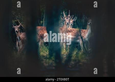 Kleines Reh, junges Reh, Hintern in einem mystischen Wald Stockfoto