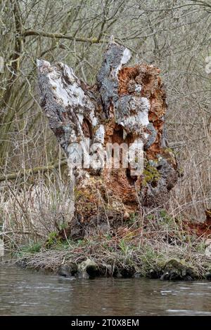 Deadwood, sekundärer Lebensraum, Überbleibsel eines Baumes, Naturpark Peene Valley River Landscape Park, Mecklenburg-Vorpommern, Deutschland Stockfoto