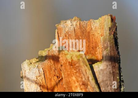 Deadwood, sekundärer Lebensraum, Überbleibsel eines Baumes, Naturpark Peene Valley River Landscape Park, Mecklenburg-Vorpommern, Deutschland Stockfoto