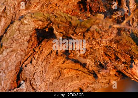 Detail der Struktur der Rinde einer Weide, Naturpark Peenetal Flusslandschaft, Mecklenburg-Vorpommern, Deutschland Stockfoto
