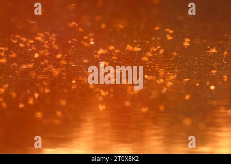 Mayfly (Ephemeroptera), Paarungstanz über dem Wasser im Abendlicht, Naturpark Flusslandschaft Peenetal, Mecklenburg-Vorpommern, Deutschland Stockfoto