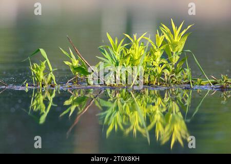 Schwimmende Vegetation im Wasser mit Reflexion, Naturpark Peenetal Flusslandschaft, Mecklenburg-Vorpommern, Deutschland Stockfoto