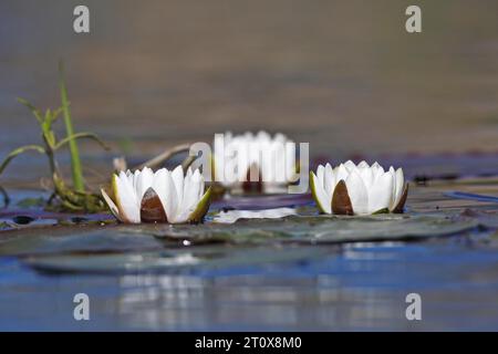 Seerose (Nymphaea alba), drei Blüten im Wasser, Naturpark Peenetal Flusslandschaft, Mecklenburg-Vorpommern, Deutschland Stockfoto