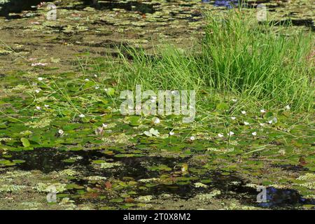 Rotfrosch (Hydrocharis morsus-ranae), in Blüte auf einem stillen Gewässer, Naturpark Flusslandschaft Peenetal, Mecklenburg-Vorpommern, Deutschland Stockfoto