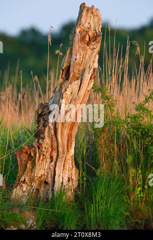 Deadwood, sekundärer Lebensraum, Überbleibsel eines Baumes, Naturpark Peene Valley River Landscape Park, Mecklenburg-Vorpommern, Deutschland Stockfoto