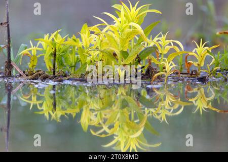 Schwimmende Vegetation im Wasser mit Reflexion, Naturpark Peenetal Flusslandschaft, Mecklenburg-Vorpommern, Deutschland Stockfoto