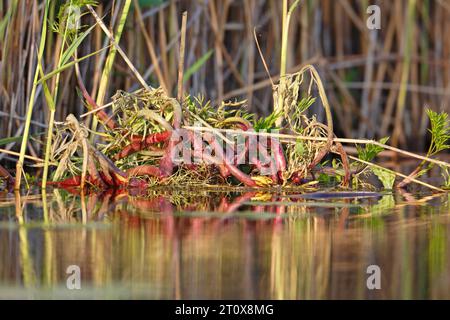 Schwimmende Vegetation im Wasser, Naturpark Peenetal Flusslandschaft, Mecklenburg-Vorpommern, Deutschland Stockfoto