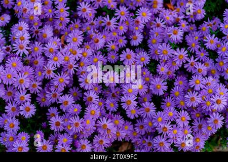 Astra Flowers, Alpine Aster (Aster Alpinus) Group Stockfoto