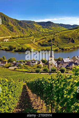 Moselschleife mit Weinbergen und Kirche Saint Laurentius vom Klettersteig Bremmer Calmont, Bremm, Rheinland-Pfalz, Deutschland Stockfoto