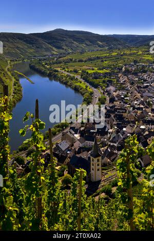 Moselschleife mit Weinbergen und Kirche Saint Laurentius vom Klettersteig Bremmer Calmont, Bremm, Rheinland-Pfalz, Deutschland Stockfoto