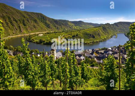 Moselschleife mit Weinbergen und Kirche Saint Laurentius vom Klettersteig Bremmer Calmont, Bremm, Rheinland-Pfalz, Deutschland Stockfoto