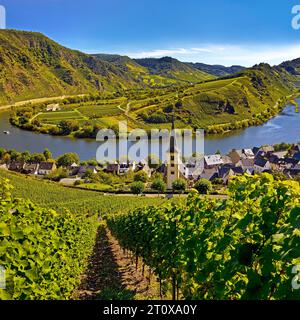 Moselschleife mit Weinbergen und Kirche Saint Laurentius vom Klettersteig Bremmer Calmont, Bremm, Rheinland-Pfalz, Deutschland Stockfoto