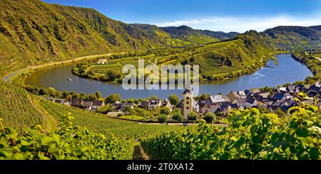 Moselschleife mit Weinbergen und Kirche Saint Laurentius vom Klettersteig Bremmer Calmont, Bremm, Rheinland-Pfalz, Deutschland Stockfoto