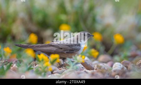 Crag martin (Ptyonoprogne rupestris) auf der Suche nach Nistmaterial am Boden, La Serena Steppe Gebiet, Extremadura, Spanien Stockfoto